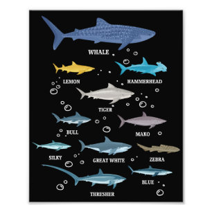 Shark Species Shark Faces Marine Biology Photo Print