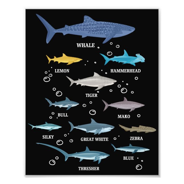 Shark Species Shark Faces Marine Biology Photo Print (Front)