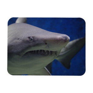 Shark Stare, Shark Swimming, Face Close-up Magnet