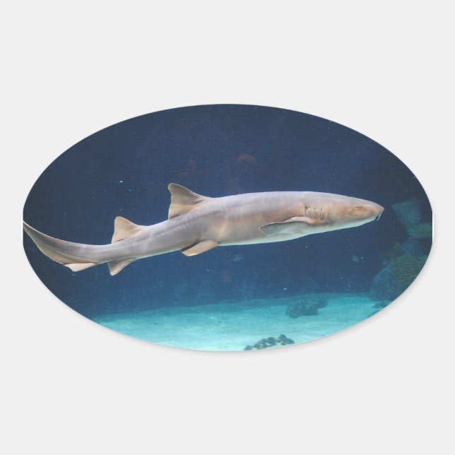 Shark Sticker (Front)