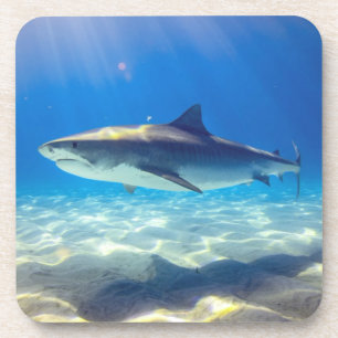 Shark Swimming Blue Ocean Water Coaster