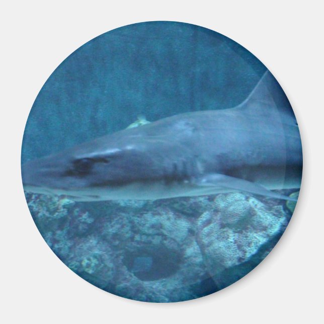 Shark swimming in the ocean Photo Magnet (Front)