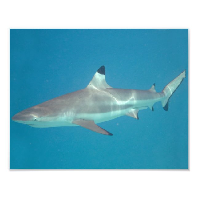 Shark swimming underwater photo print (Front)