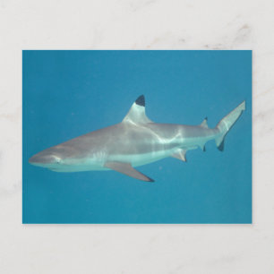 Shark swimming underwater postcard