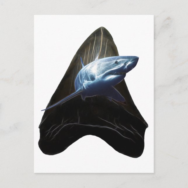 Shark Tooth Postcard (Front)