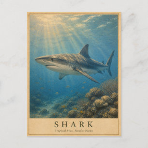 Shark Tropical Pacific VINTAGE Postcard