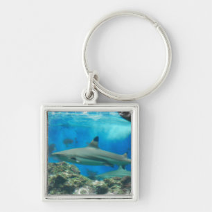 Shark with Reef Keychain