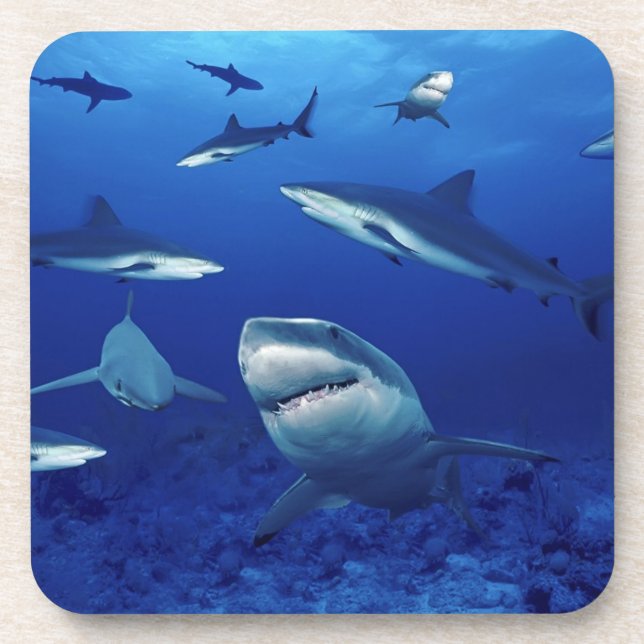 Sharks Coaster Set (Front)