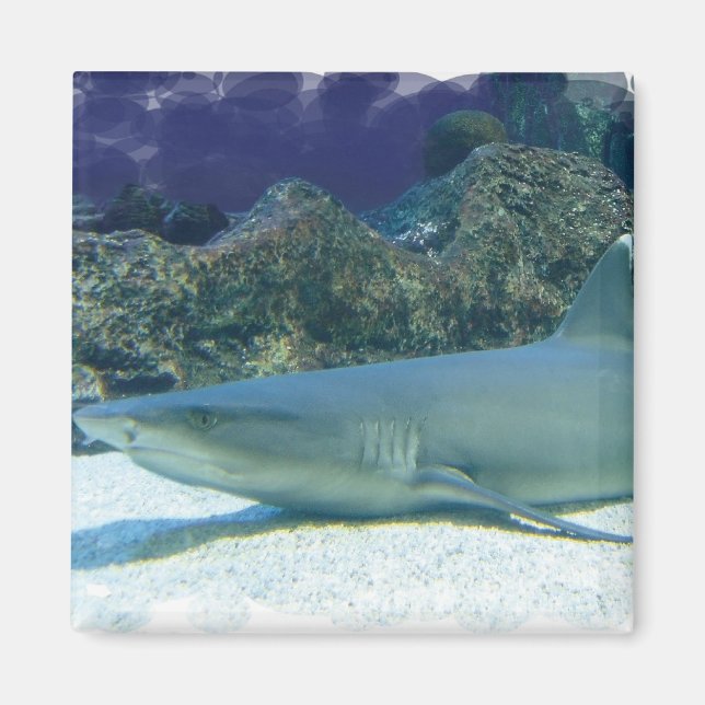 Sharks in Coral Reef Magnet (Front)