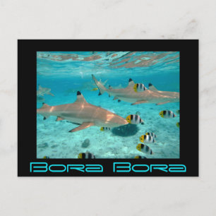 Sharks in the Bora Bora lagoon black postcard