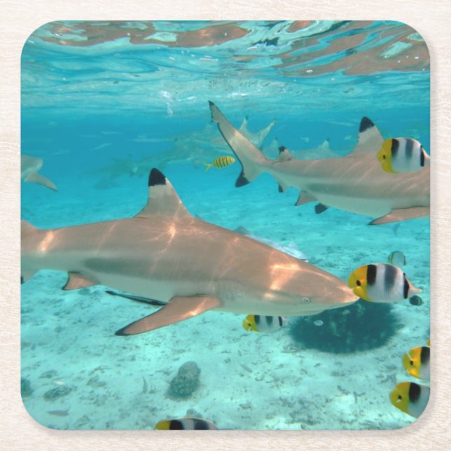 Sharks in the Bora Bora lagoon coaster (Front)
