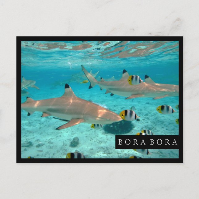 Sharks in the Bora Bora lagoon frame postcard (Front)