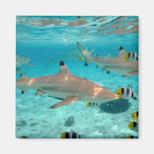 Sharks in the Bora Bora lagoon magnet