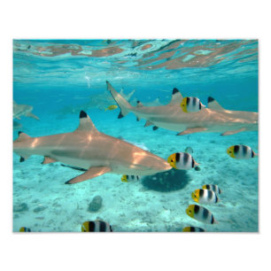 Sharks in the Bora Bora lagoon Photo Print