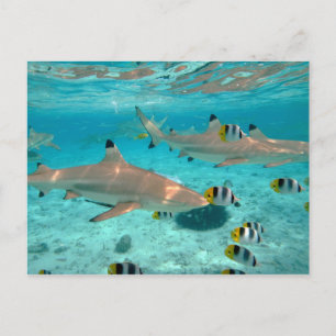 Sharks in the Bora Bora lagoon postcard