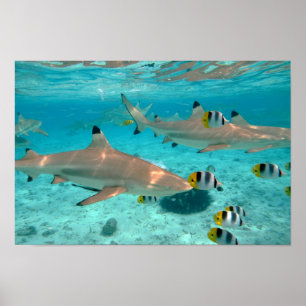 Sharks in the Bora Bora lagoon poster