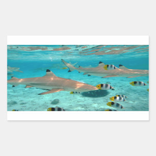 Sharks in the Bora Bora lagoon rectangular sticker