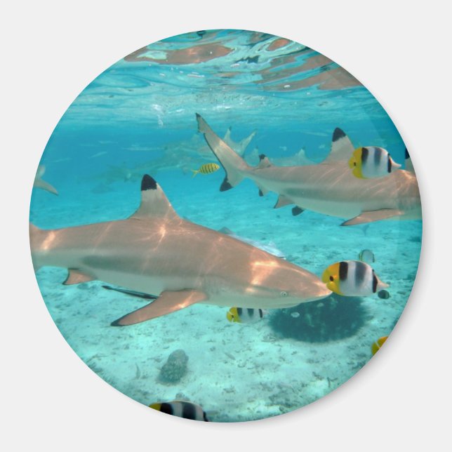 Sharks in the Bora Bora lagoon round magnet (Front)