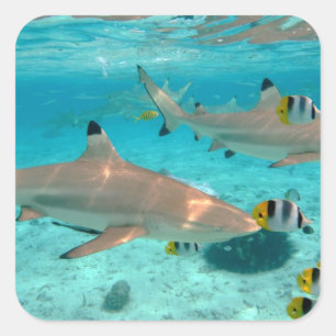Sharks in the Bora Bora lagoon square sticker