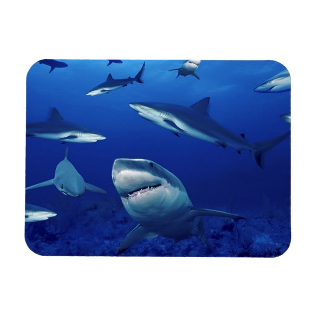 Sharks Magnet (Horizontal)