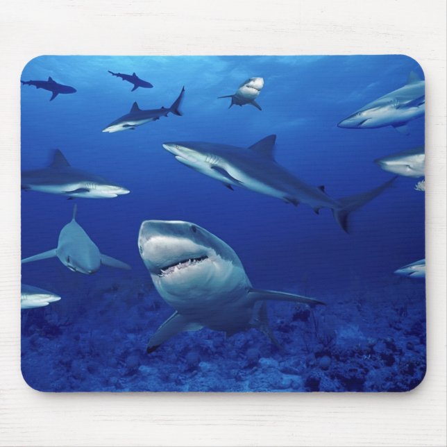 Sharks Mouse Pad (Front)