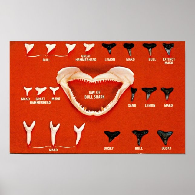 Sharks of Florida Poster (Front)