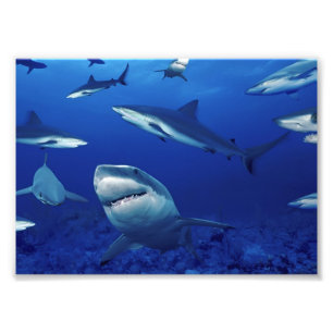 Sharks Photo Print