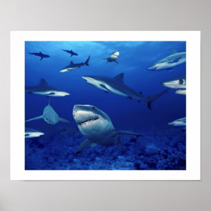 Sharks Poster
