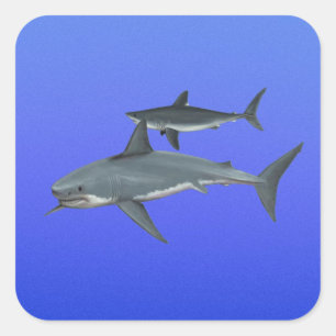 Sharks Square Sticker