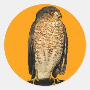 Sharp-Shinned Hawk Classic Round Sticker