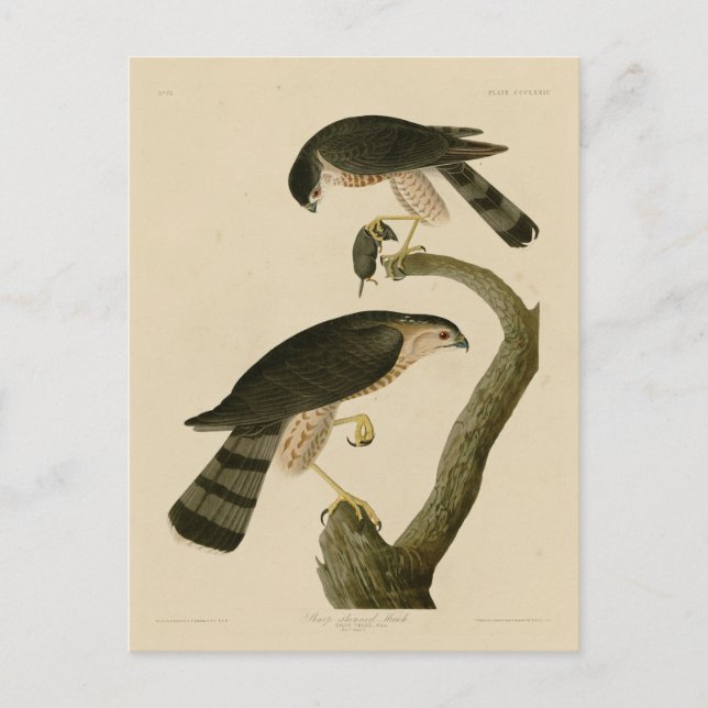 Sharp-shinned Hawk from Audubon's Birds of America Postcard (Front)
