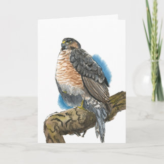 Sharp-shinned Hawk Greeting Card