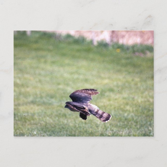 Sharp-Shinned Hawk in flight Postcard (Front)
