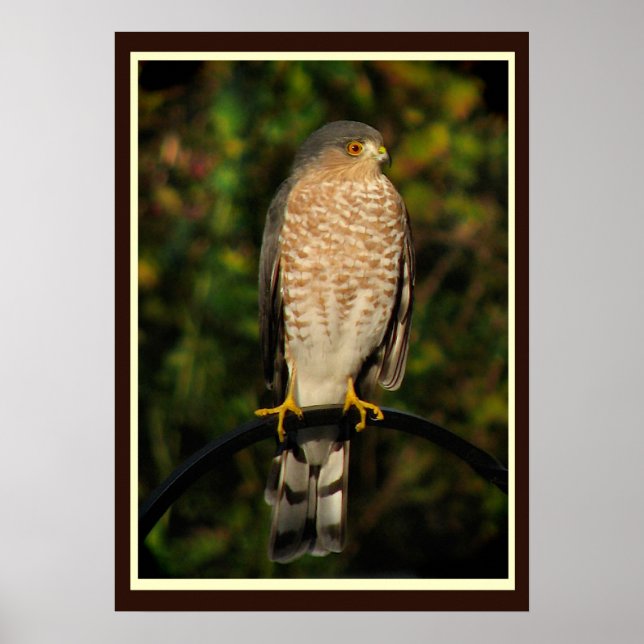 Sharp-shinned Hawk Poster (Front)