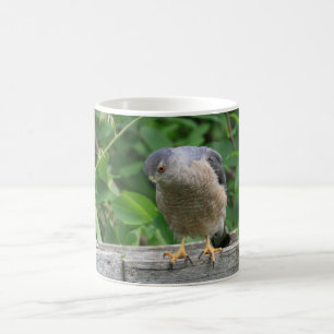 Sharp Shinned Hawk Watching Your Garden Coffee Mug
