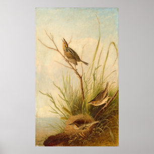 Sharp-Tailed Finch, Joseph B. Kidd Fine Art Poster