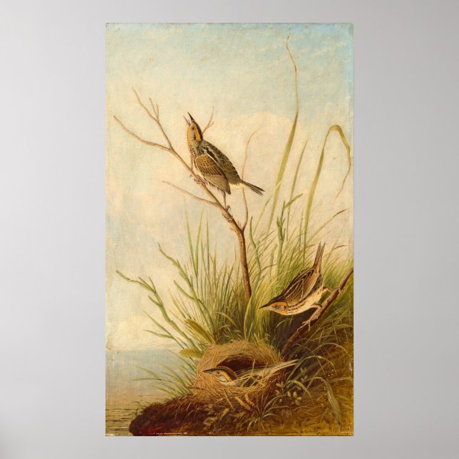 Sharp-Tailed Finch, Joseph B. Kidd Fine Art Poster (Front)