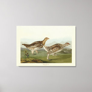 Sharp-tailed Grouse - Audubon's Birds of America Canvas Print
