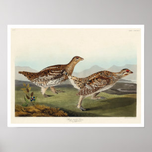 Sharp-tailed Grouse by Audubon Poster