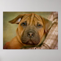 Sharpei-Beagle Puppy