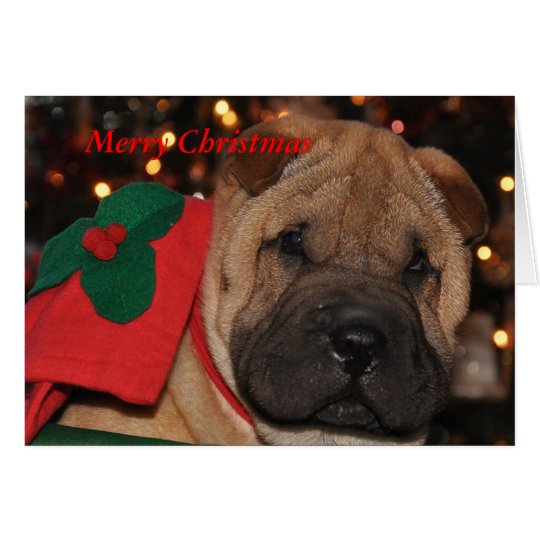 Sharpei Christmas Card