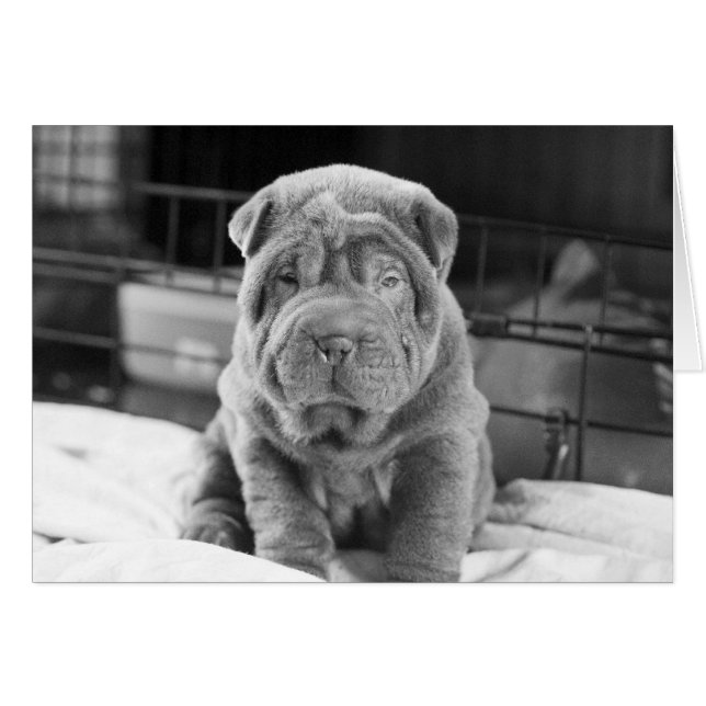Sharpei Puppy (Front Horizontal)