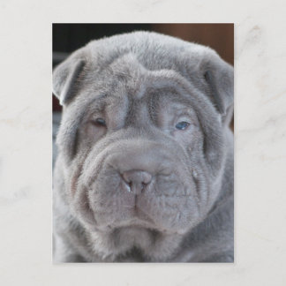Sharpei Puppy Postcard