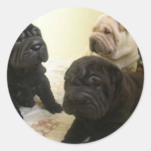 Sharpei_pups_black_and_creme Classic Round Sticker