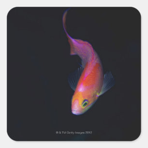 Sharpfin seabass 2 square sticker