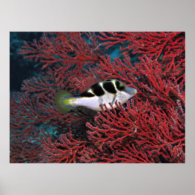 Sharpnose Puffer in the Coral Poster (Front)