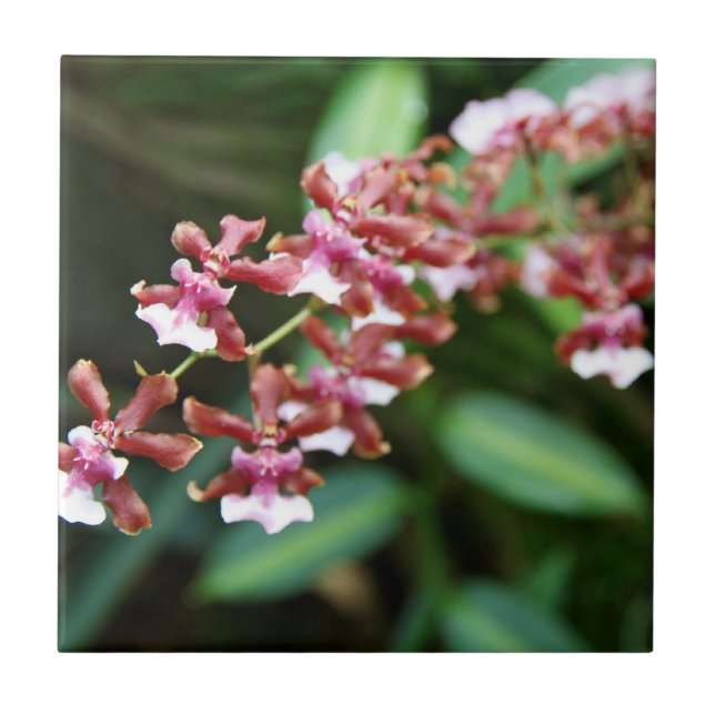 Sharry Baby Oncidium Tile (Front)
