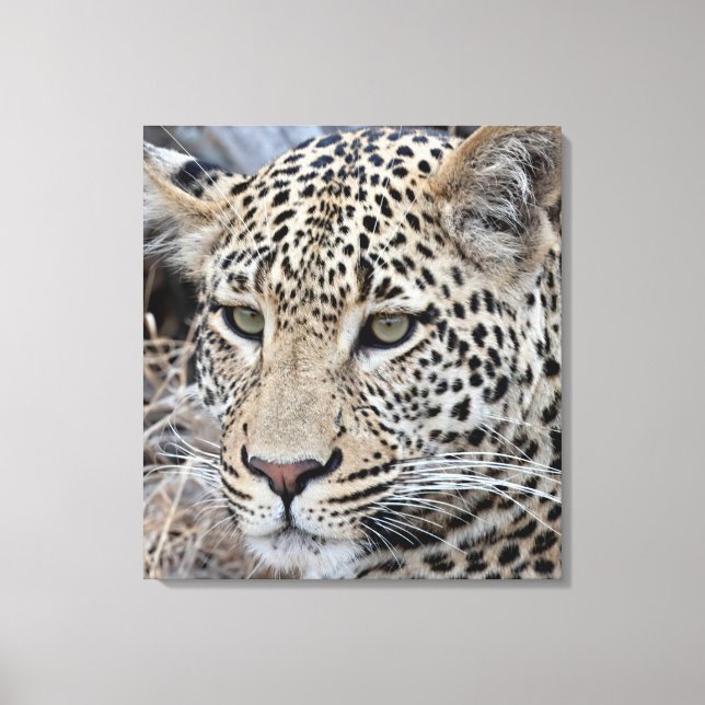 Shasha young male leopard canvas print (Front)