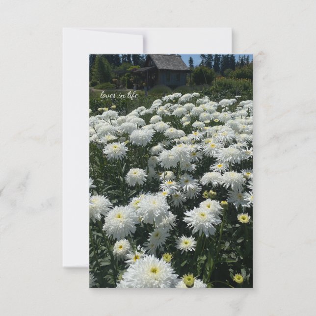 Shasta Daisies Card (Front)