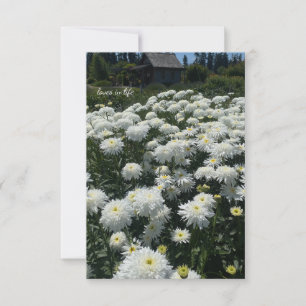 Shasta Daisies Card